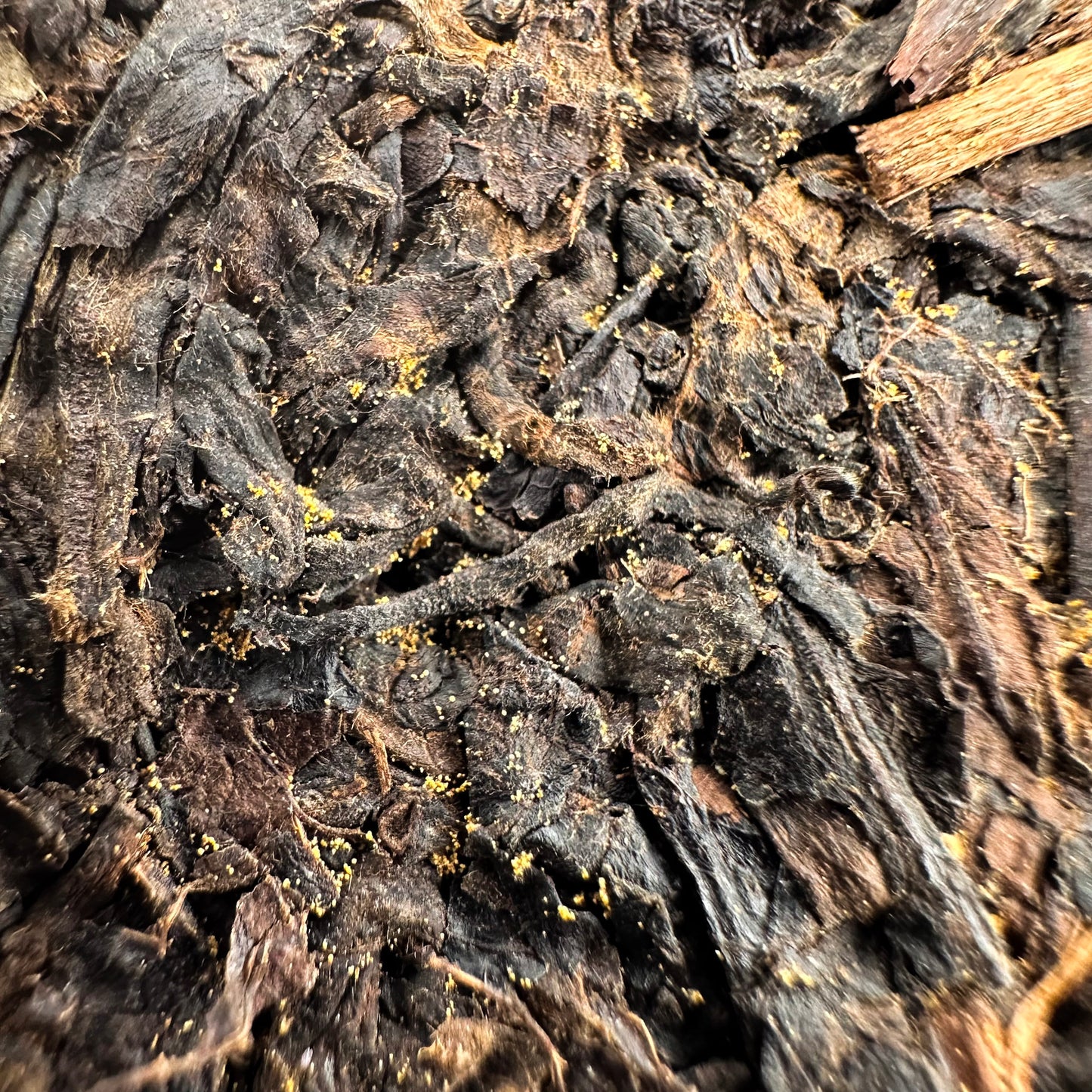 'Golden Flower'- Fu Zhuan Hei Cha-Organic